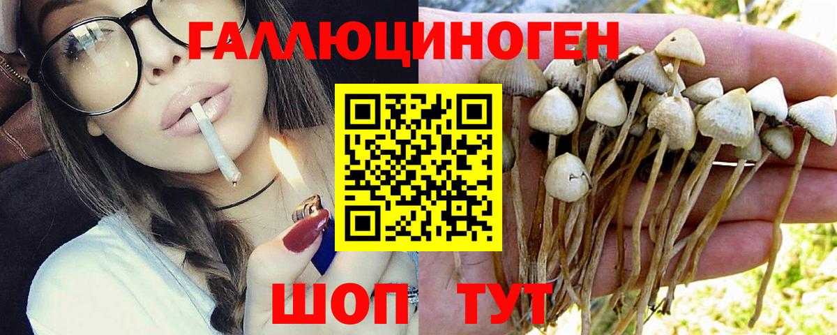 Галлюциногенные грибы GOLDEN TEACHER  Псилоцибиновые грибы Cubensis  где купить наркоту  Мценск  Вход с VPN 